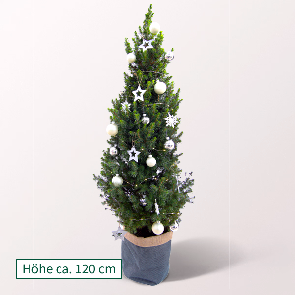 Weihnachtsbaum Lichterglanz mit Lichterkette