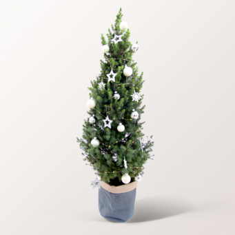 Weihnachtsbaum Lichterglanz mit Lichterkette