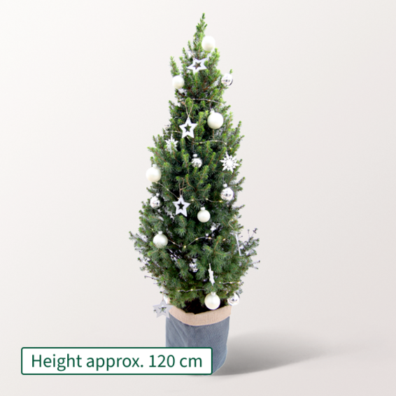 Christmas Tree Lichterglanz with X-Mas lights