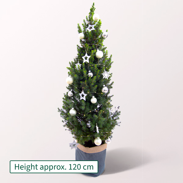 Christmas Tree Lichterglanz with X-Mas lights