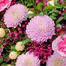 Blumenstrauß Schöner Sommer mit Vase & Ferrero Giotto 3er