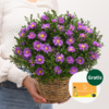 Kissen-Aster im Weidenkorb mit Teaballs