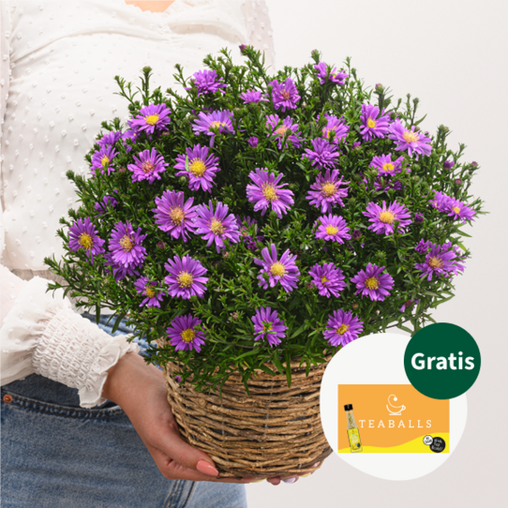 Kissen-Aster im Weidenkorb mit Teaballs