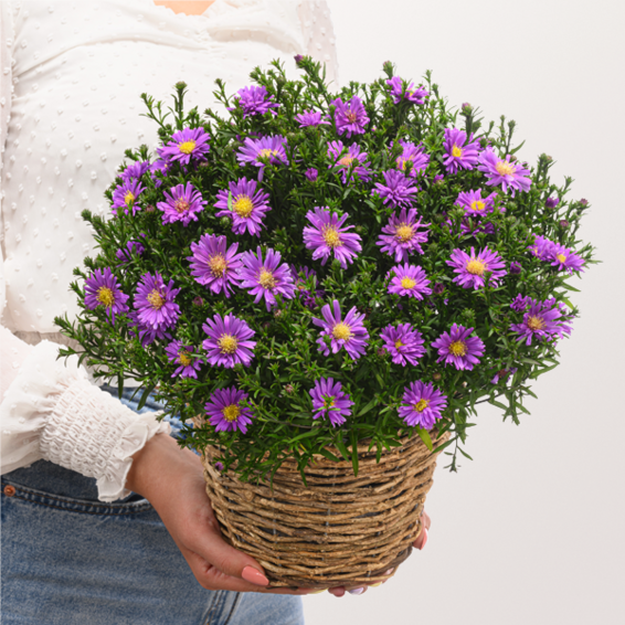Kissen-Aster im Weidenkorb