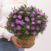 Cushion Aster in Wicker Basket