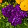 Blumenstrauß Goldener Herbst mit Vase & Teaballs & Ferrero Giotto 3er