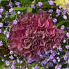 Blumenstrauß Blütenkuss mit Vase & Teaballs & Ferrero Giotto 3er