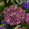 Blumenstrauß Blütenstar mit Vase & Teaballs & Ferrero Giotto 3er