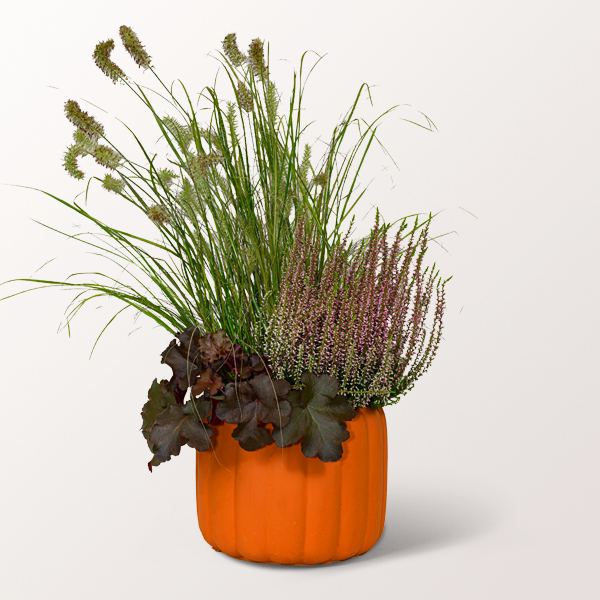 Autumn Arrangement in a Pumpkin Pot Send flowers online with