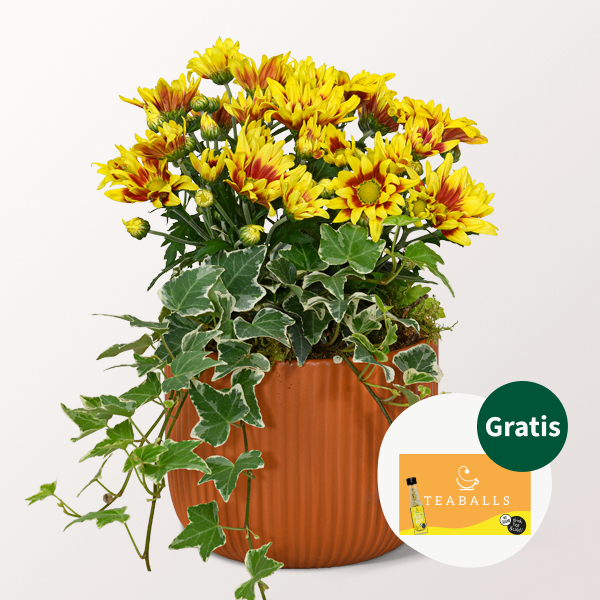 Buntes Herbstensemble im Keramiktopf mit Teaballs