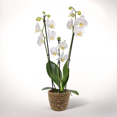 Weiße Orchideen im Weidenkorb