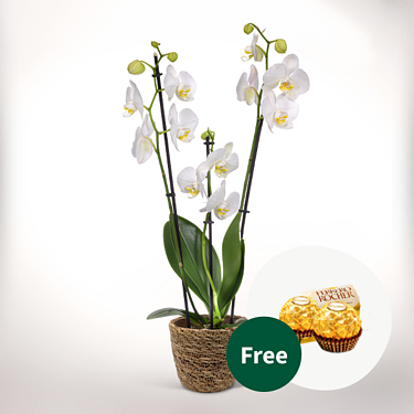 White Orchids in a wicker basket with 2 Ferrero Rocher