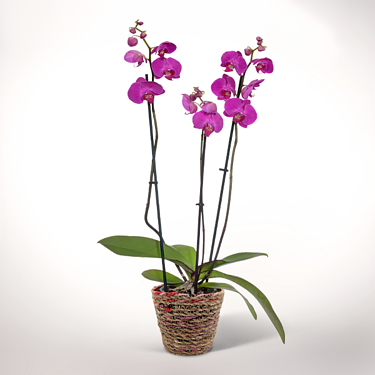 Light Pink Orchid in a wicker basket