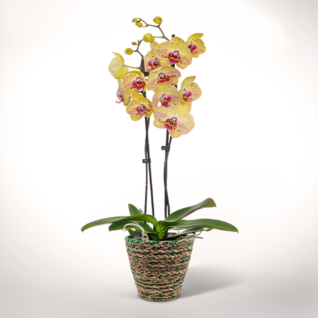 Gelbe Orchidee im Weidenkorb