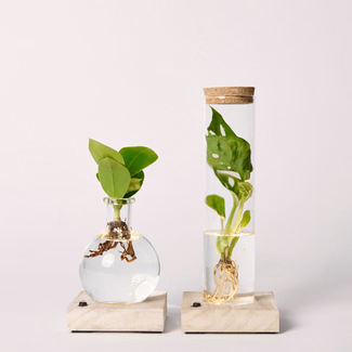 Set of 2 Water Plants with LED lights