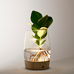 Waterplant Clusia mit LED-Licht