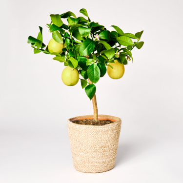 Lemon tree with Limoncello
