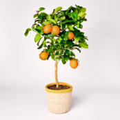 Orange tree