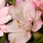 Flower Bouquet Mutterherz with vase & 3 Ferrero Giotto