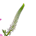 Blumenstrauß Herzlich