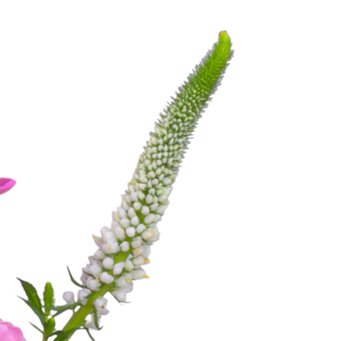 Blumenstrauß Herzlich