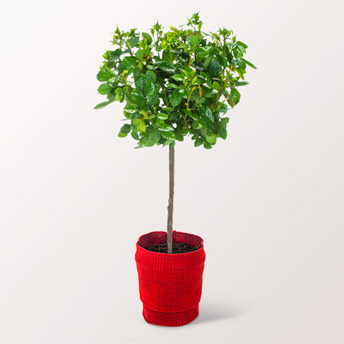 Red Rose Bush mit 3 Ferrero Giotto