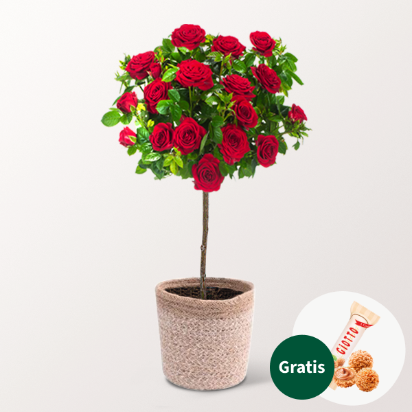 Rotes Rosenstämmchen mit Ferrero Giotto 3er