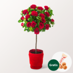 Rotes Rosenstämmchen mit Ferrero Giotto 3er