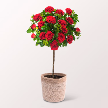 Rotes Rosenstämmchen mit Ferrero Giotto 3er