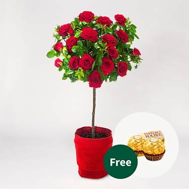 Red Rose Bush with 2 Ferrero Rocher