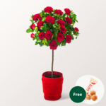 Red Rose Bush with 3 Ferrero Giotto