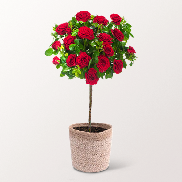 Red Rose Bush with 3 Ferrero Giotto