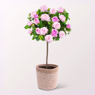 Rosa Rosenstämmchen