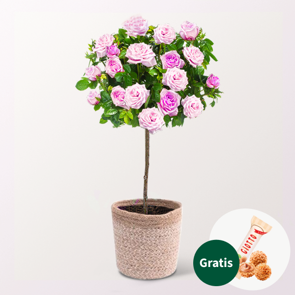 Rosa Rosenstämmchen mit Ferrero Giotto 3er