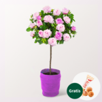 Rosa Rosenstämmchen mit Ferrero Giotto 3er