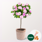 Rosa Rosenstämmchen mit Ferrero Giotto 3er