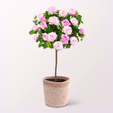 Rosa Rosenstämmchen mit Ferrero Giotto 3er