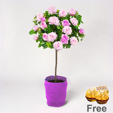 Pink Rose Bush with 2 Ferrero Rocher