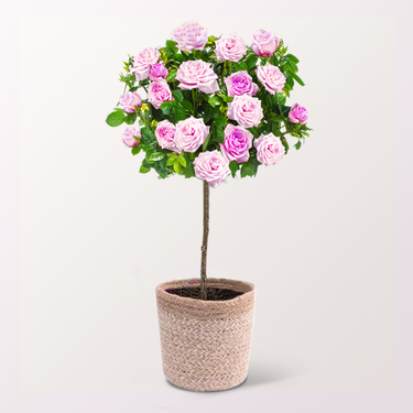 Pink Rose Bush with 3 Ferrero Giotto