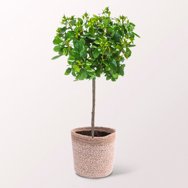 Rosa Rosenstämmchen