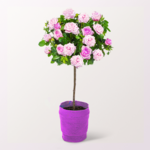 Rosa Rosenstämmchen mit Ferrero Giotto 3er