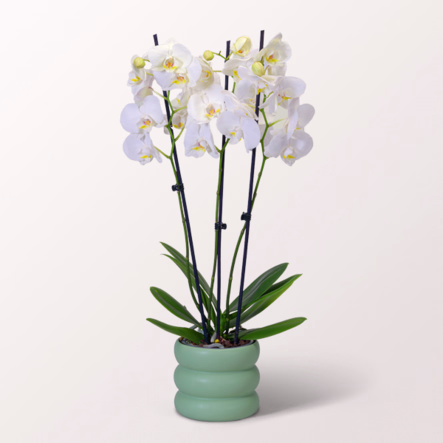 Weiße Orchidee im Bubbly-Topf