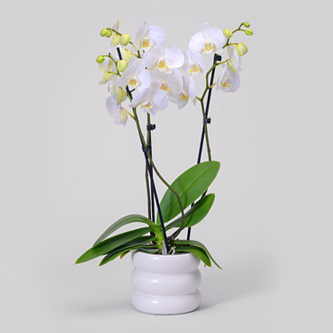 Weiße Orchidee im Bubbly-Topf