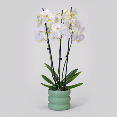 White Orchid in a bubbly pot