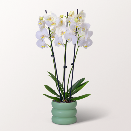 White Orchid in a bubbly pot