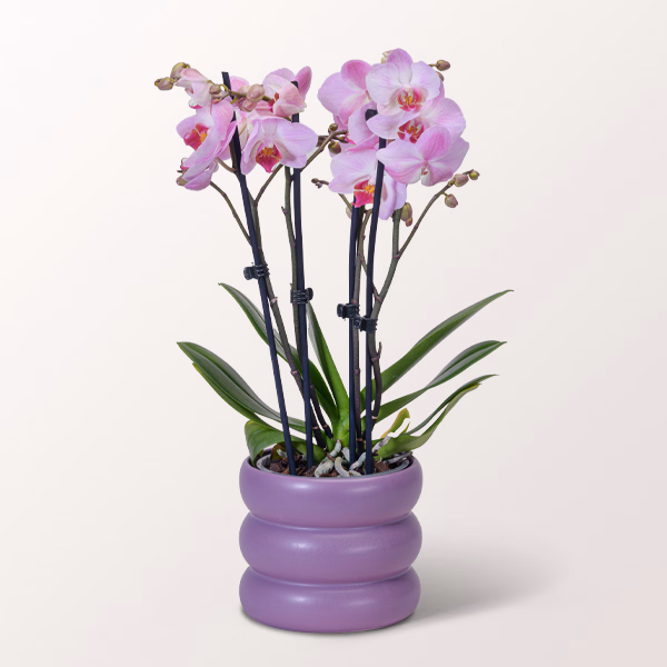 Rosa Orchidee im Bubbly-Topf