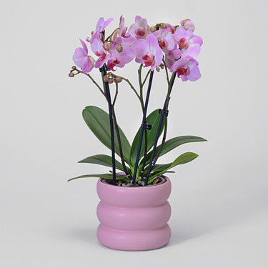 Pink Orchid in a bubbly pot
