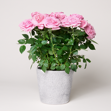 Light Pink Rose in concrete pot