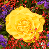 Blumenstrauß Sommerlichter mit Vase
