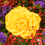 Flower Bouquet Sommerlichter with vase & 3 Ferrero Giotto
